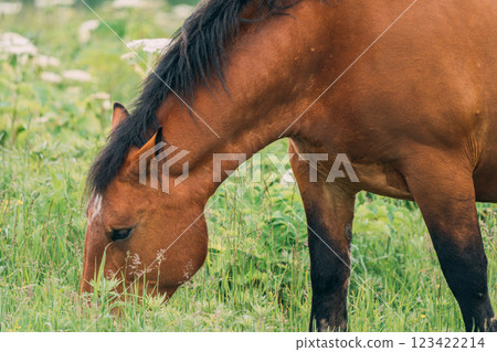 Horses eating grass 123422214