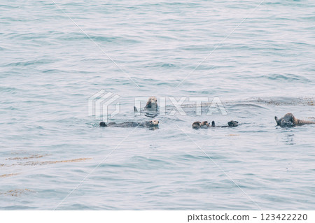 Wild sea otter swimming on shore Wild sea otter swimming on shore 123422220