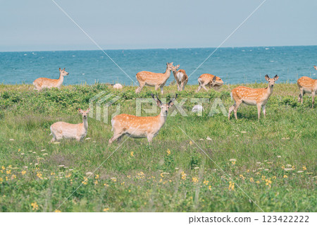 A herd of Ezo deer encountered on the coast 123422222