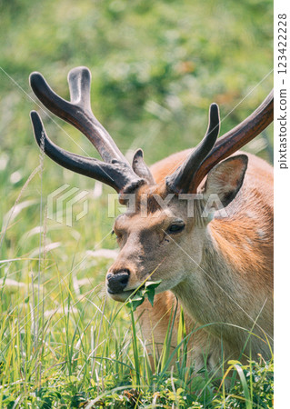 Ezoshika eating grass 123422228