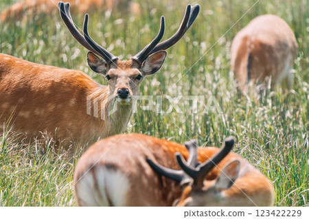 A herd of Ezo deer in a marsh A herd of Ezo deer in a marsh 123422229