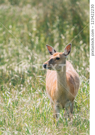 A deer standing on a meadow A deer standing on a meadow 123422230