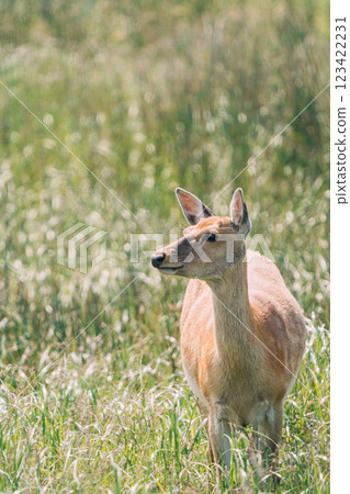 鹿在草地上休息 鹿在草地上休息 123422231