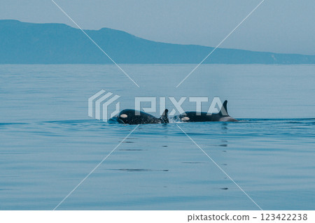 虎鯨在海中暢遊 123422238