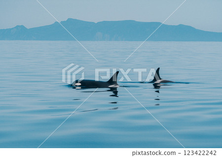 虎鯨在海中暢遊 虎鯨在海中暢遊 123422242
