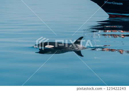 Killer whale showing its face Killer whale showing its face 123422243