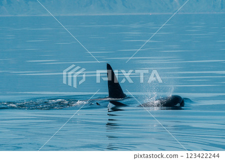 Killer whale to jump Killer whale to jump 123422244