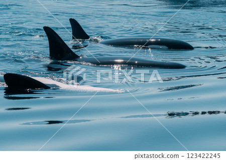 Killer whale jumping from the sea 123422245