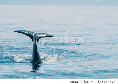 虎鯨跳 虎鯨跳 123422252