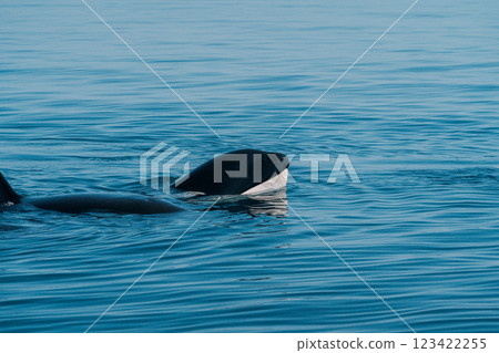 Wild Killer Whales Wild Killer Whales 123422255