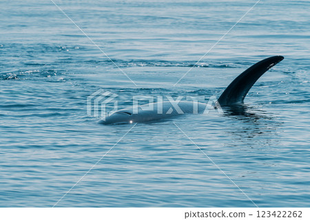 野生虎鯨 123422262