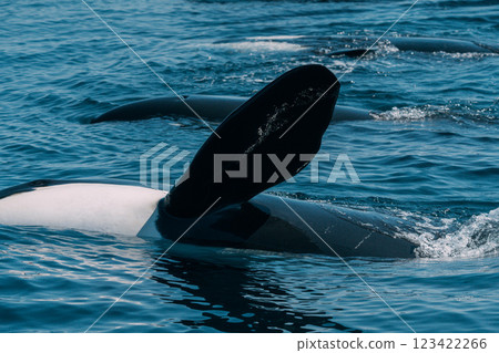 野生虎鯨 123422266
