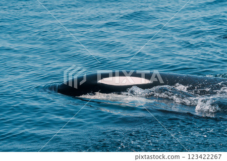 虎鯨在海中暢遊 123422267