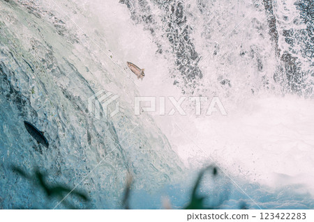 鮭魚逆流而上 123422283