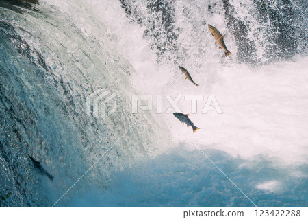 鮭魚逆流而上 123422288