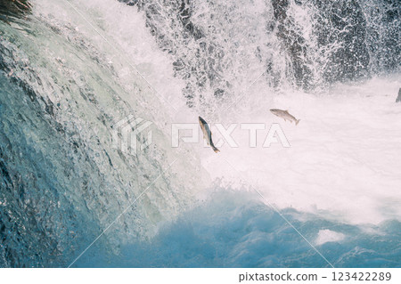鮭魚逆流而上 鮭魚逆流而上 123422289