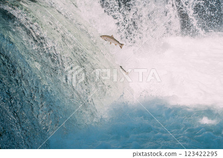 鮭魚逆流而上 123422295