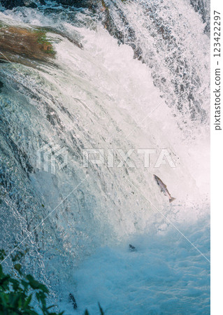 Salmon swimming upstream 123422297