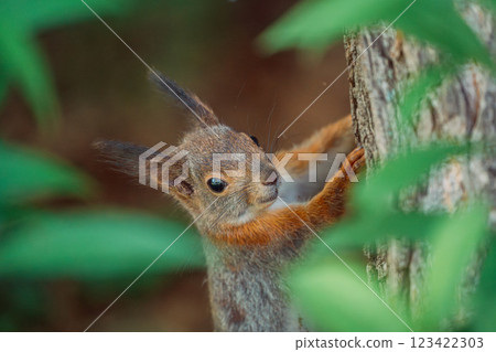 Squirrel eating walnuts on a tree Squirrel eating walnuts on a tree 123422303