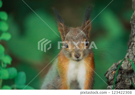 蝦夷松鼠爬樹 123422308