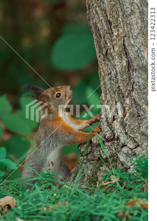 蝦夷松鼠爬樹 123422313