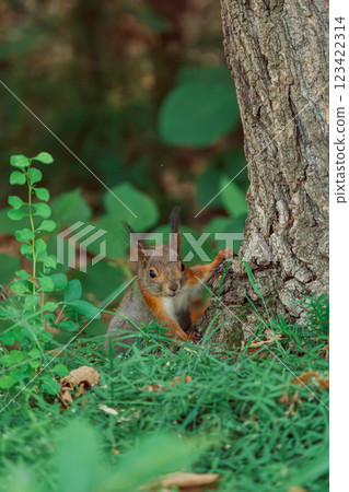 蝦夷松鼠爬樹 123422314