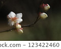 Plant, Ume, Plum 123422460