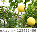 Lemons fruit on trees 123422466