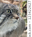 Manulneko 123422627