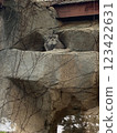 Manulneko 123422631