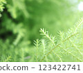Fresh fresh green image material 123422741