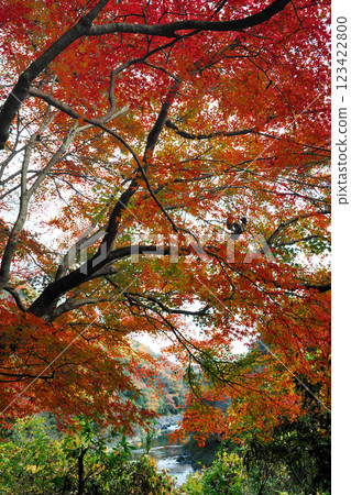 Autumn leaves of the Aiki tunnel group 123422800
