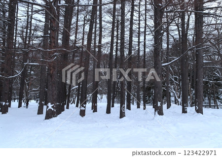 Winter at Maruyama Park: Snowy Banksy (Chuo-ku, Sapporo, Hokkaido) 123422971