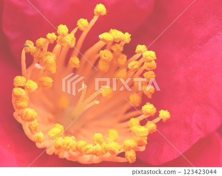 Red camellia close-up 123423044
