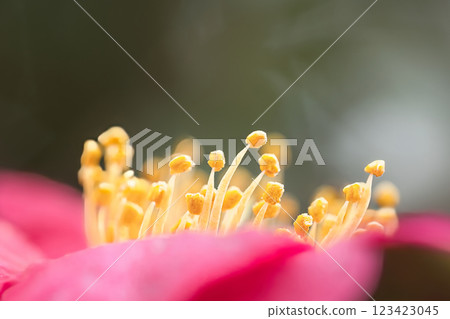 A pistil jutting out from a pink petal 123423045