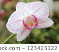 Phalaenopsis orchid with beautiful pink petals 123423122