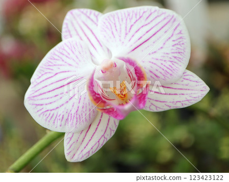 Phalaenopsis orchid with beautiful pink petals Phalaenopsis orchid with beautiful pink petals 123423122