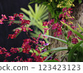 Red orchid flower 123423123