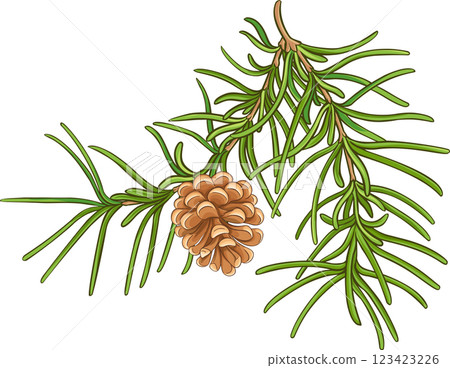 Pine  Branch with  Cones and Needles Colored Detailed Illustration 123423226