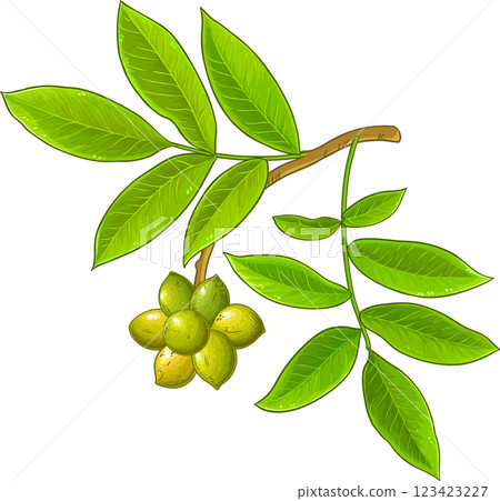 Ylang Ylang Branch with Fruits and Leaves Colored Detailed Illustration. Essential oil ingredient for cosmetics, spa, aromatherapy, health care.  123423227