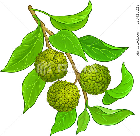 Calodendrum Branch  Colored Detailed Illustration 123423228
