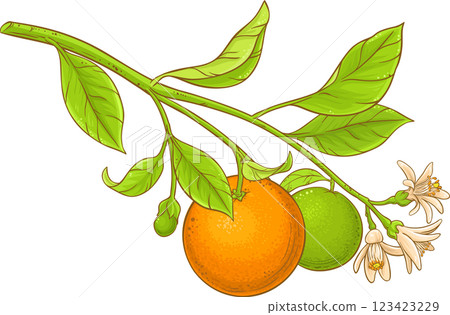 Orange Branch  Colored Detailed Illustration 123423229