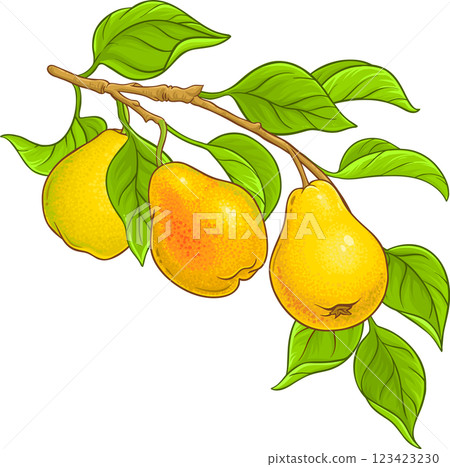 Pear Branch with Fruits and Leaves Colored Detailed Illustration. Organic natural nutritional healthy food ingredient, vegetarian diet product.  123423230