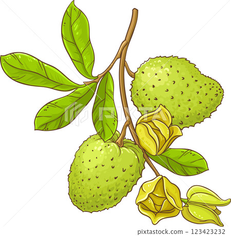 Soursop Branch with Flowers, Fruits and Leaves Colored Detailed Illustration. 123423232