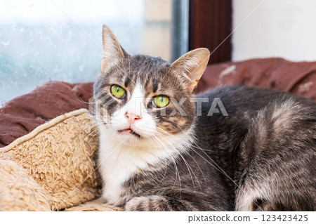 A curious cat with striking green eyes is comfortably laying on a bed A curious cat with striking green eyes is comfortably laying on a bed 123423425