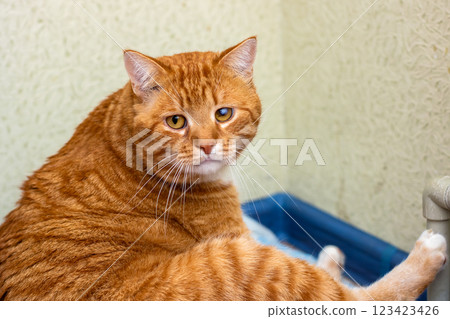 An adorable orange cat is comfortably sitting in its blue litter box 123423426