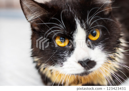 A striking black and white cat with beautiful yellow eyes 123423431