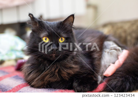 A sleek black cat with bright yellow eyes lies on a cozy blanket A sleek black cat with bright yellow eyes lies on a cozy blanket 123423434