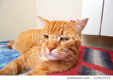 An orange and white cat is comfortably laying on the floor 123423435