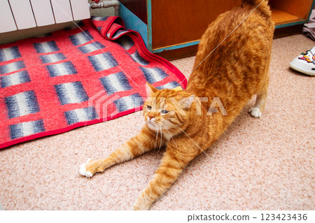 A lovely cat is leisurely stretching its legs on a cozy rug A lovely cat is leisurely stretching its legs on a cozy rug 123423436